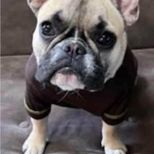 Brown Dog Sweater for Small Dogs - Unbranded